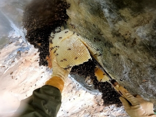 Theo chân thợ rừng thu hoạch tổ ong mật “khổng lồ” trên vách đá, giá bán cả triệu đồng/lít